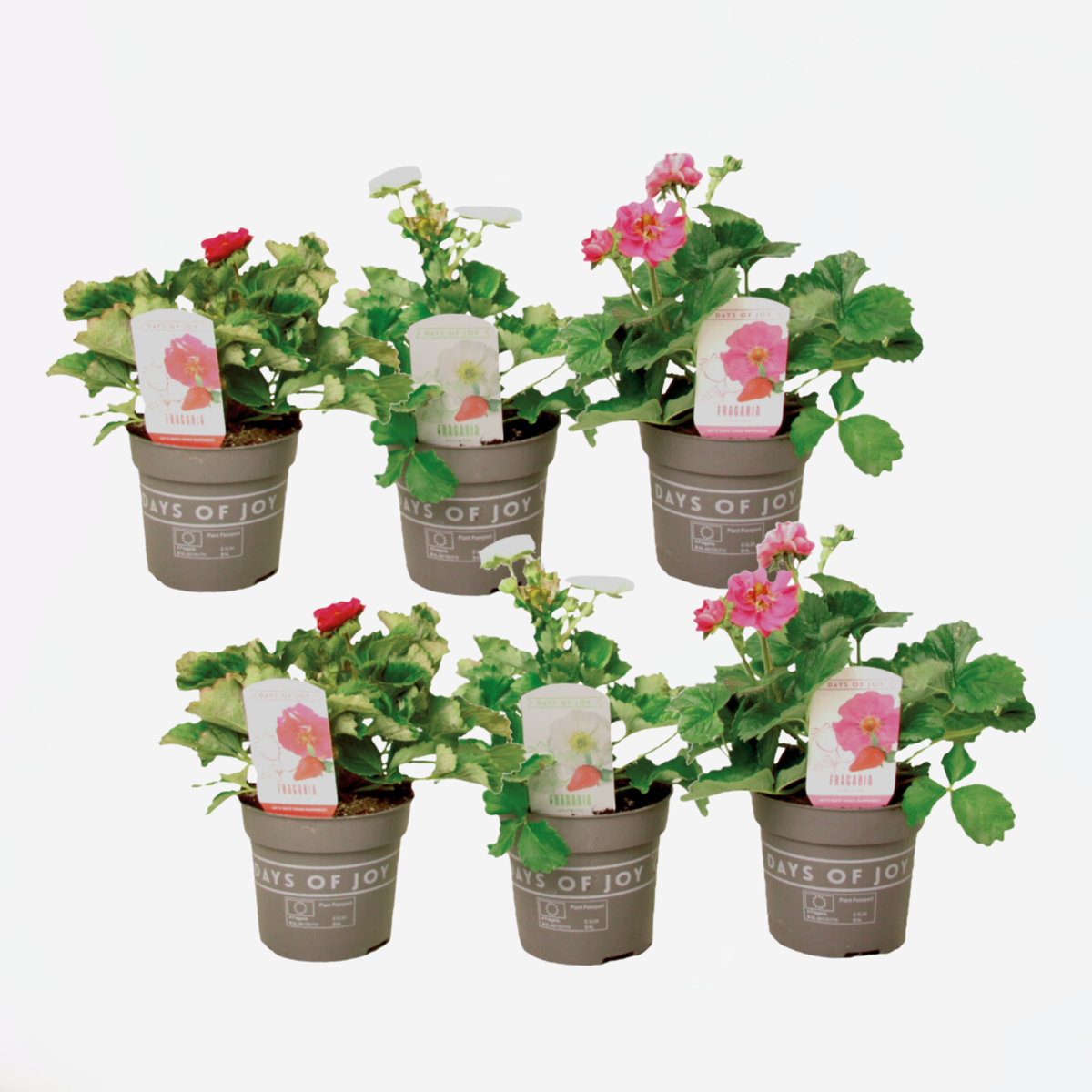 Fruit Trees Jordgubbsplanta - Set Om 6 - Fragaria 'Summer Breeze' - Höjd 15-25Cm - ⌀10,5Cm
