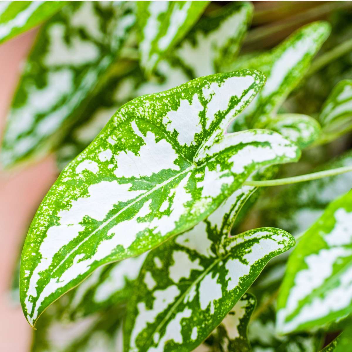 Other Green Houseplants Kaladium - Caladium 'Carnaval' - Höjd 40-50Cm - ⌀17Cm