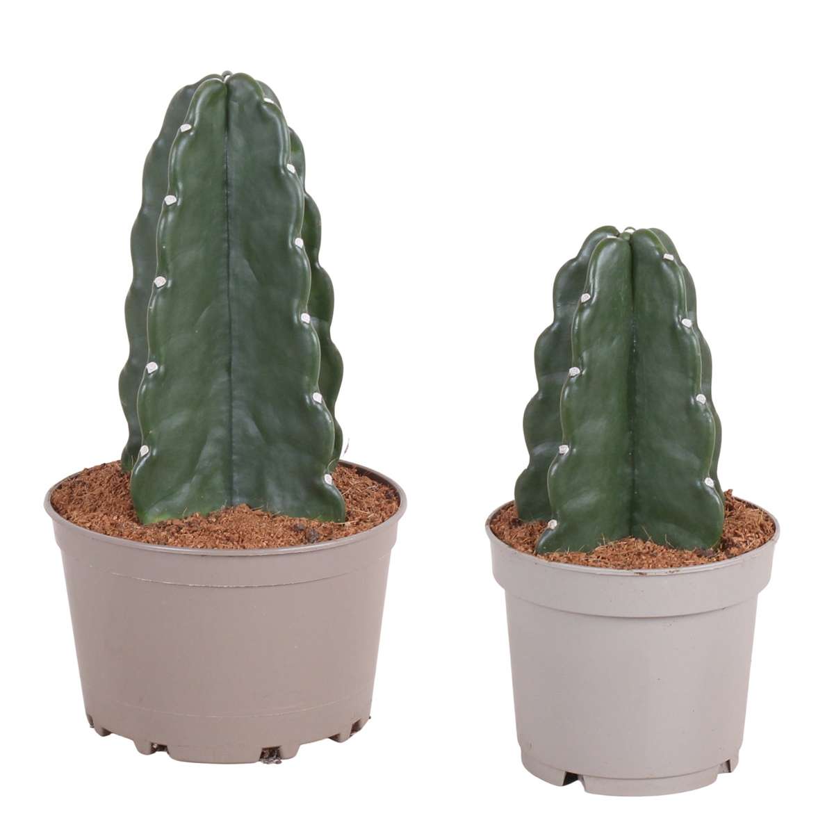 Florastore Rygglös Kaktus - Set Om 2 - Cereus Jamacaru - Höjd 25-30Cm - ⌀18Cm