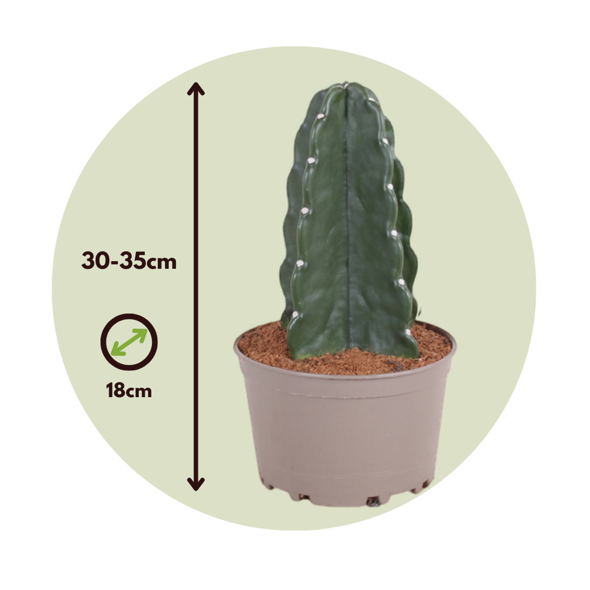 Cactus Rygglös Kaktus - Cereus Jamacaru - Höjd 30-35Cm - ⌀18Cm