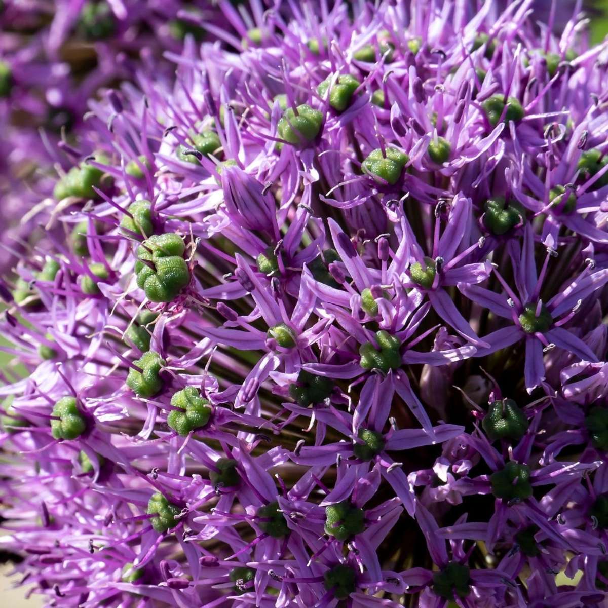 Allium Lökar - Set Om 16 - Allium 'Gladiator' - Blomlökar - Purpur