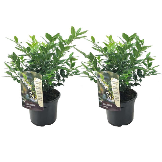Florastore Köttbär - Set Om 2 - Sarcococca 'Confusa' - Höjd 30-40Cm - ⌀17Cm