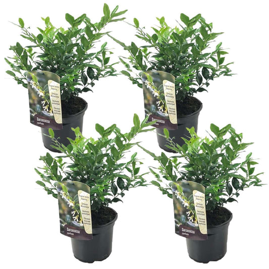 Florastore Köttbär - Set Om 4 - Sarcococca 'Confusa' - Höjd 30-40Cm - ⌀17Cm