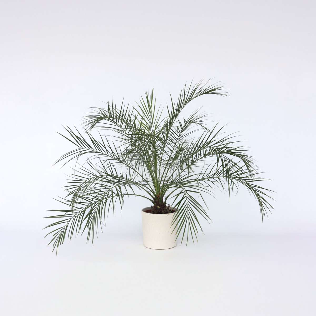 Florastore Dvärg Dadelpalm - Phoenix Roebelenii - Höjd 80-90Cm - ⌀21Cm