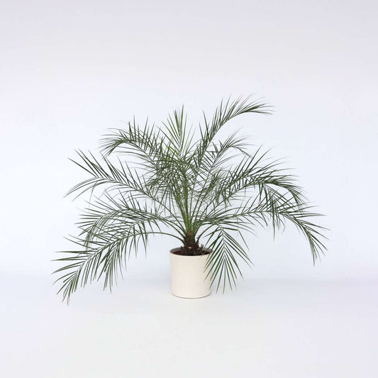 Florastore Dvärg Dadelpalm - Phoenix Roebelenii - Höjd 80-90Cm - ⌀21Cm