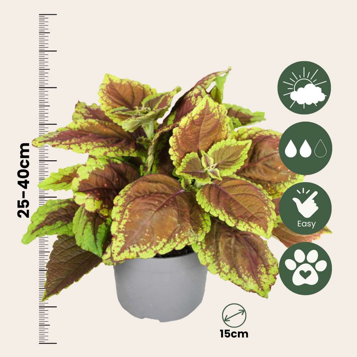 Other Green Houseplants Nässlor - Set Om 3 - Plectranthus Scutellarioides - Höjd 25-40Cm - ⌀13Cm