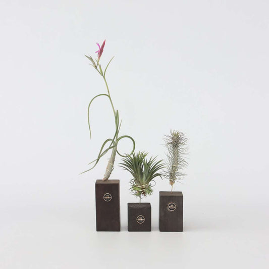 Florastore Luftväxt - Set Om 3 - Tillandsia - Höjd 30-35Cm