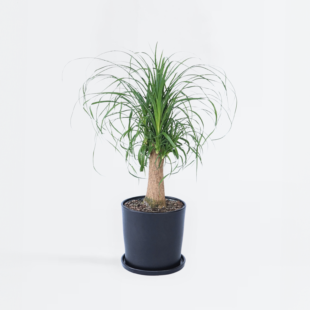 Florastore Flasklilja - Beaucarnea 'Recurvata' - Höjd 60-70Cm - ⌀21Cm