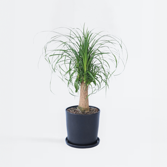 Florastore Flasklilja - Beaucarnea 'Recurvata' - Höjd 60-70Cm - ⌀21Cm