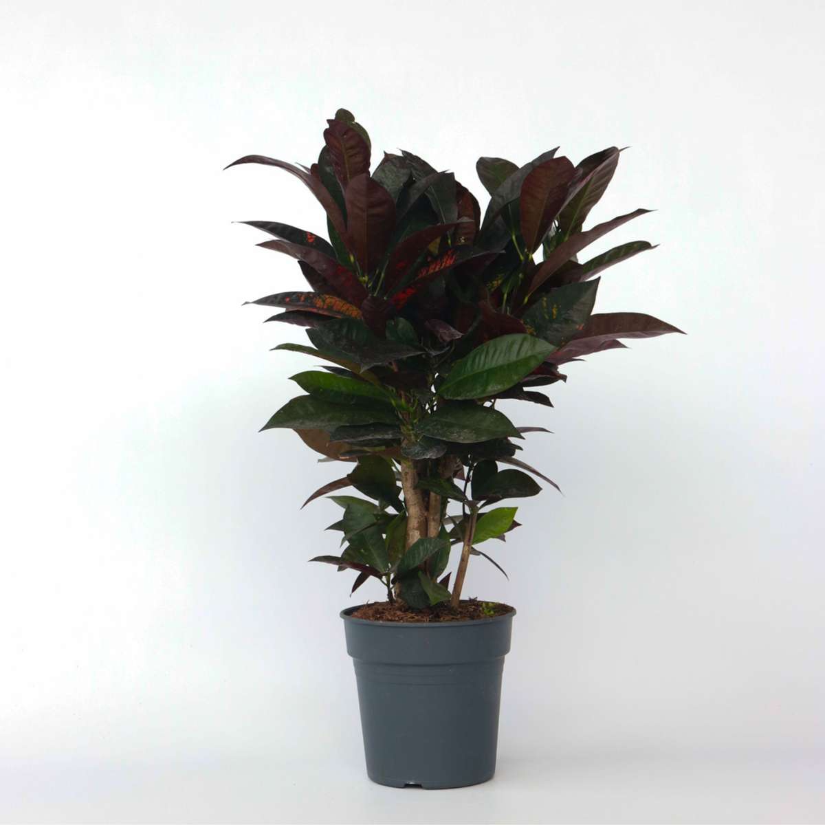 Other Green Houseplants Kroton - Codiaeum Variegatum 'Mrs. Iceton' - Höjd 60-70Cm - ⌀19Cm