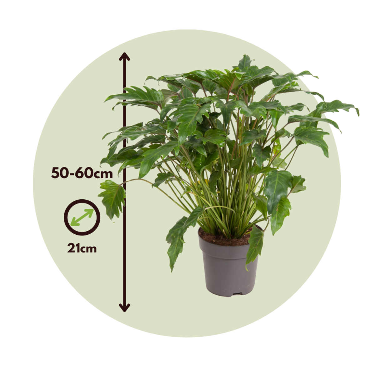 Philodendron Filodendron - Philodendron 'Xanadu' - Höjd 50-60Cm - ⌀21Cm