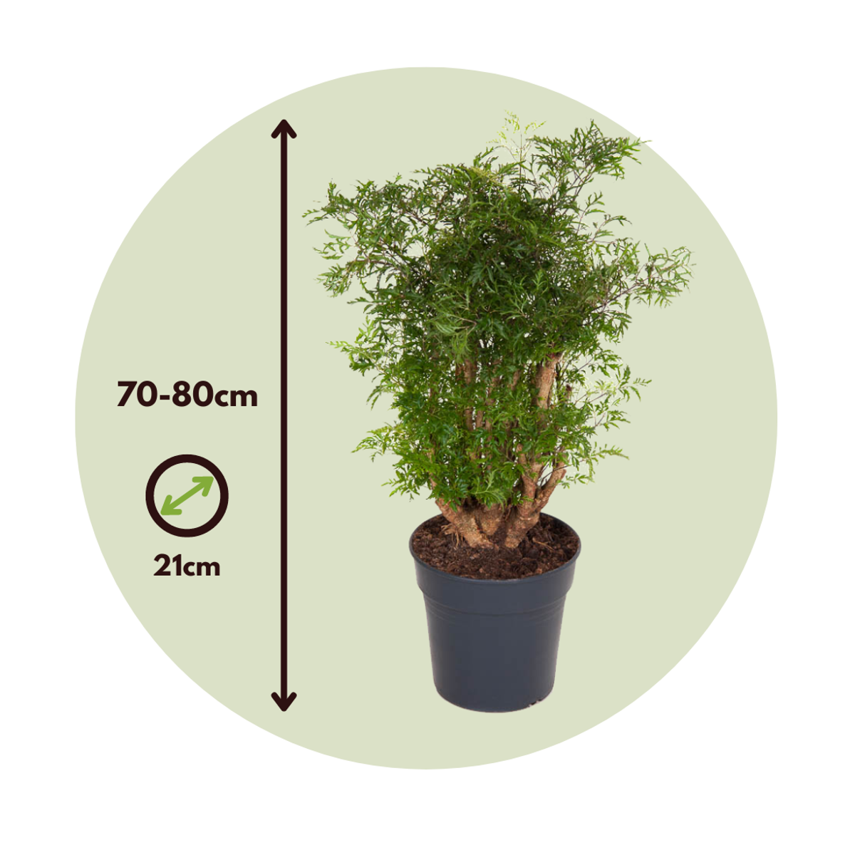 Other Green Houseplants Aralia - Polyscias Fruticosa - Höjd 70-80Cm - ⌀21Cm