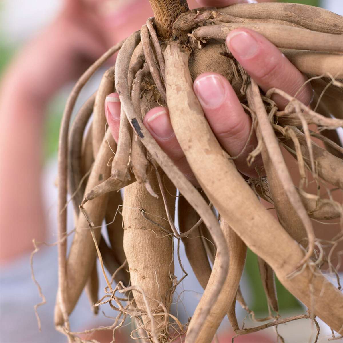 Dahlialökar - Set Om 3 - Dahlia 'Break Out' - Blomlökar - Rosa