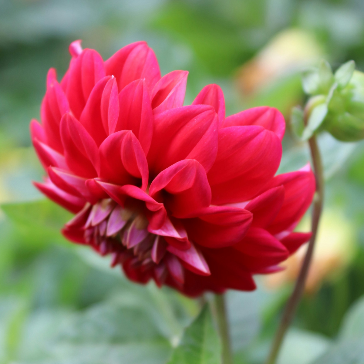 Dahlialökar - Set Om 6 - Dahlia 'Pacific Mix' - Blomlökar - Flerfärgad
