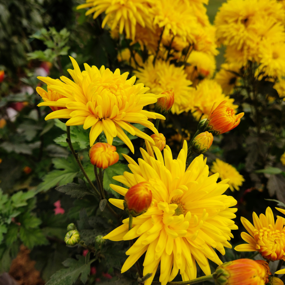 Dahlialökar - Set Om 5 - Dahlia 'Cactus Mix' - Blomlökar - Flerfärgad