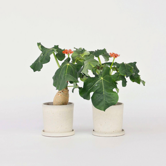 Florastore Flaskjatrofa - Set Om 2 - Jatropha Podagrica - Höjd 25-45Cm - ⌀13Cm