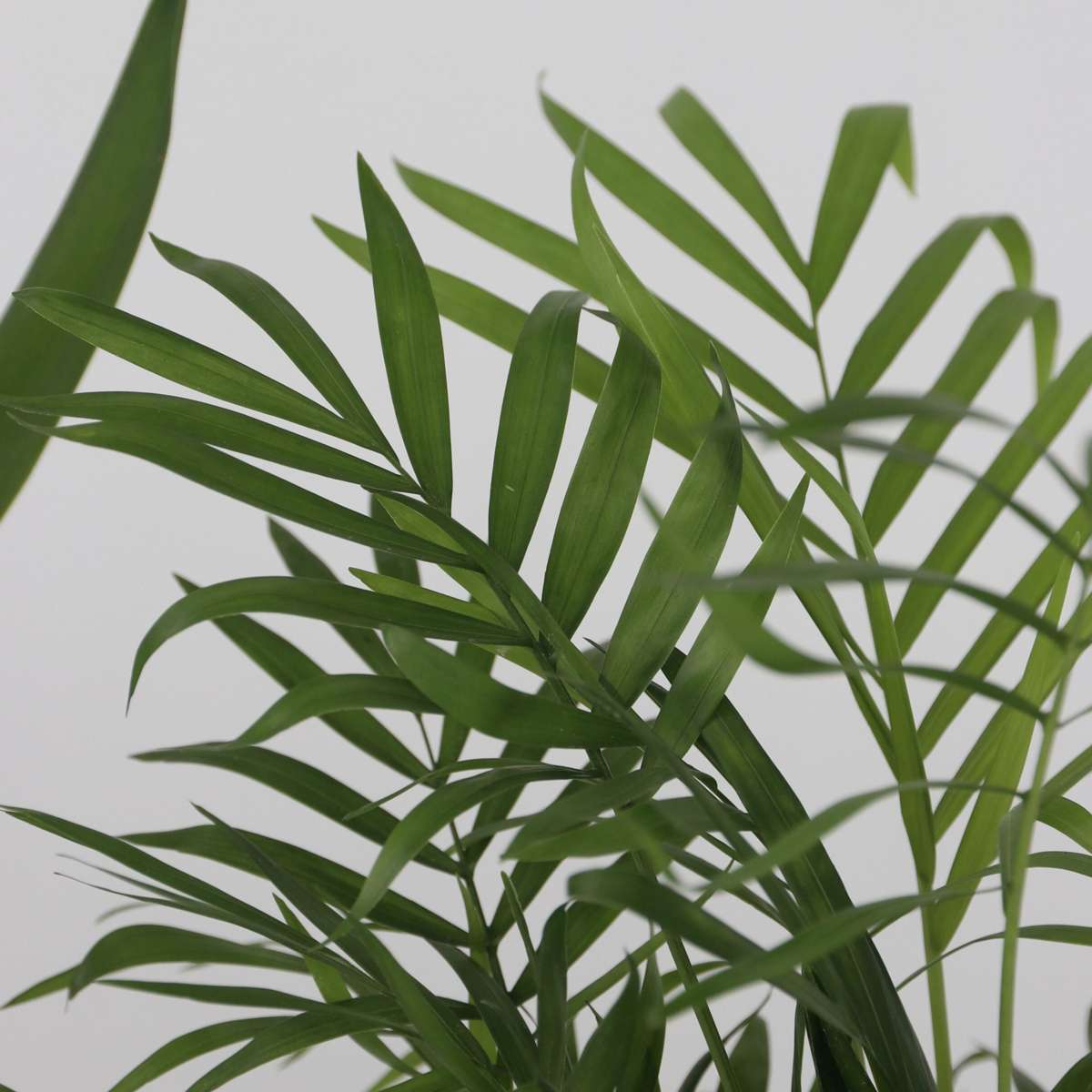 Indoor Palms Mini Inomhus Palmen - Set Om 3 - Mini Indoor Palm Mix - Höjd 25-40Cm - ⌀12Cm