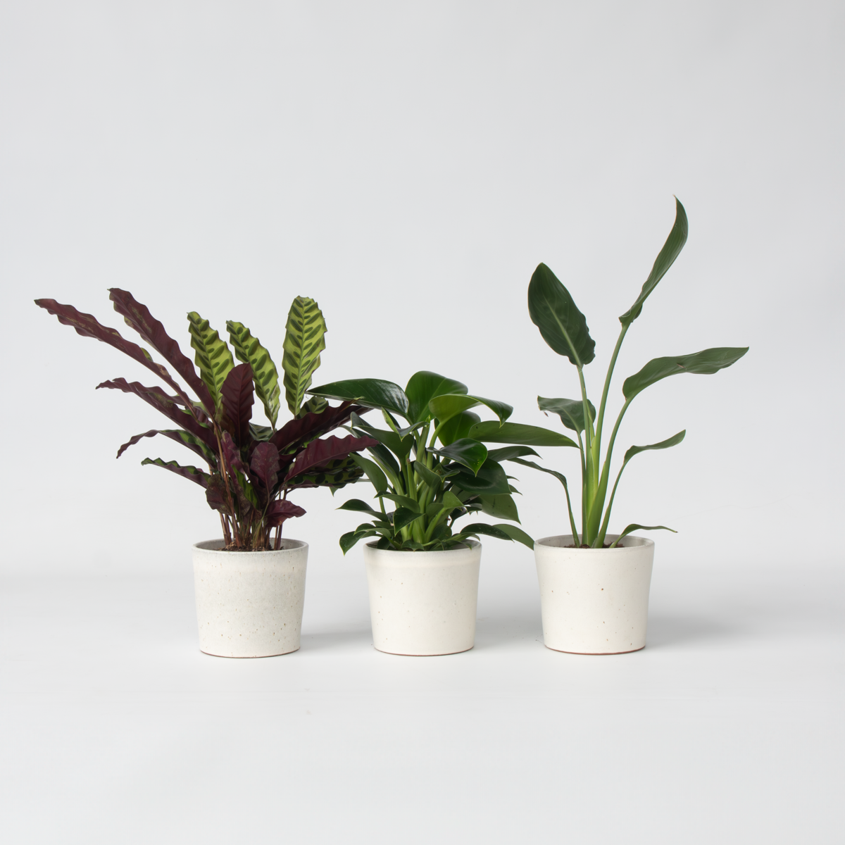 Florastore Grön Inomhusblandning - Set Om 3 - Höjd 25-40Cm - ⌀12Cm