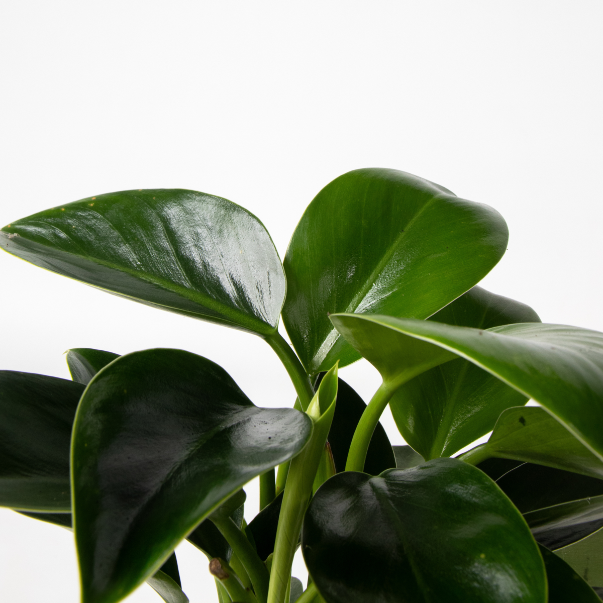Philodendron Grön Inomhusblandning - Set Om 3 - Höjd 25-40Cm - ⌀12Cm