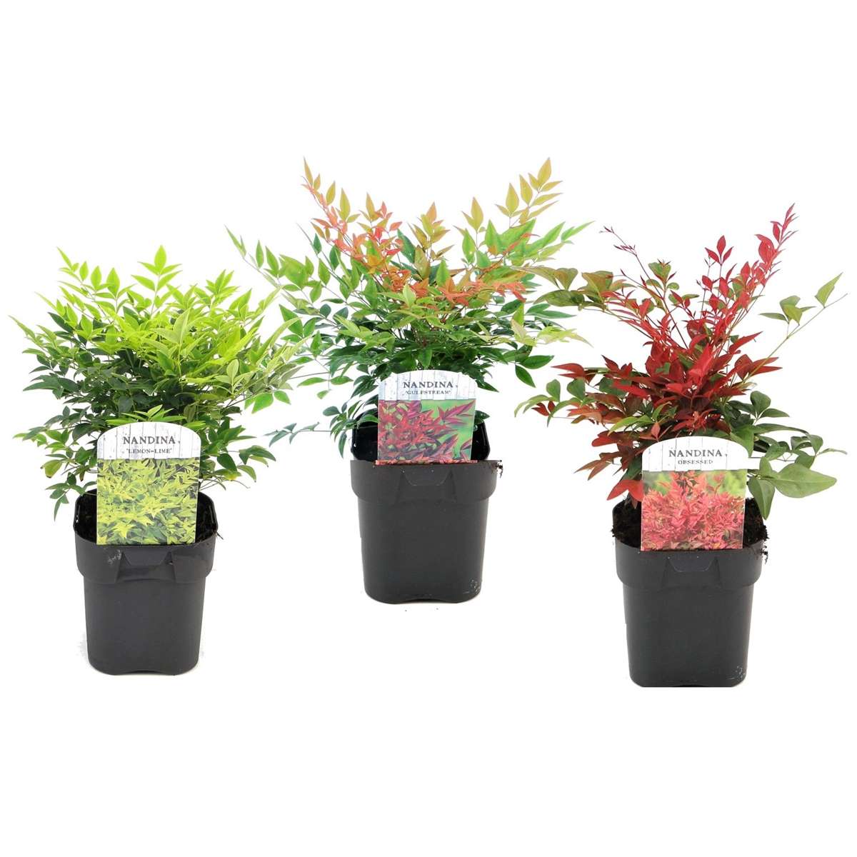 Florastore Nandina Bambu - Set Om 3 - Nandina Domestica - Höjd 25-40Cm - ⌀17Cm