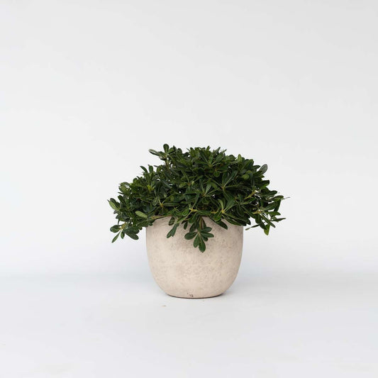 Florastore Dvärgpittosporum - Pittosporum Tobira Nanum - Höjd 30-40Cm - ⌀19Cm