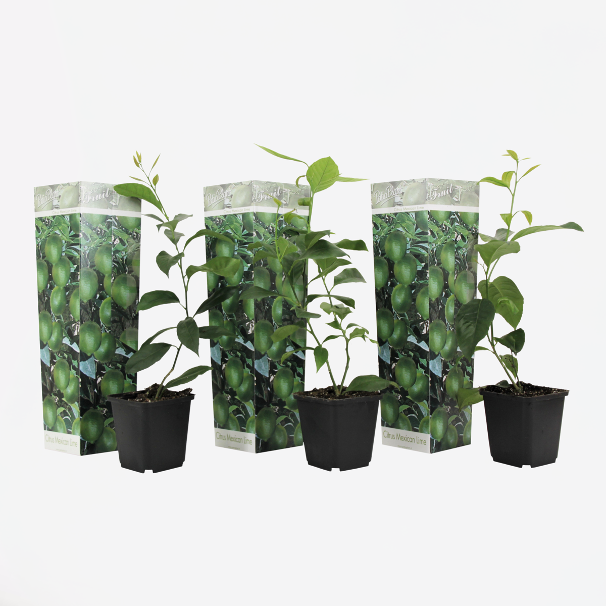 Fruit Trees Kalk Träd Citrus - Set Om 3 - Citrus Aurantifolia - Höjd 25-40Cm - ⌀9Cm