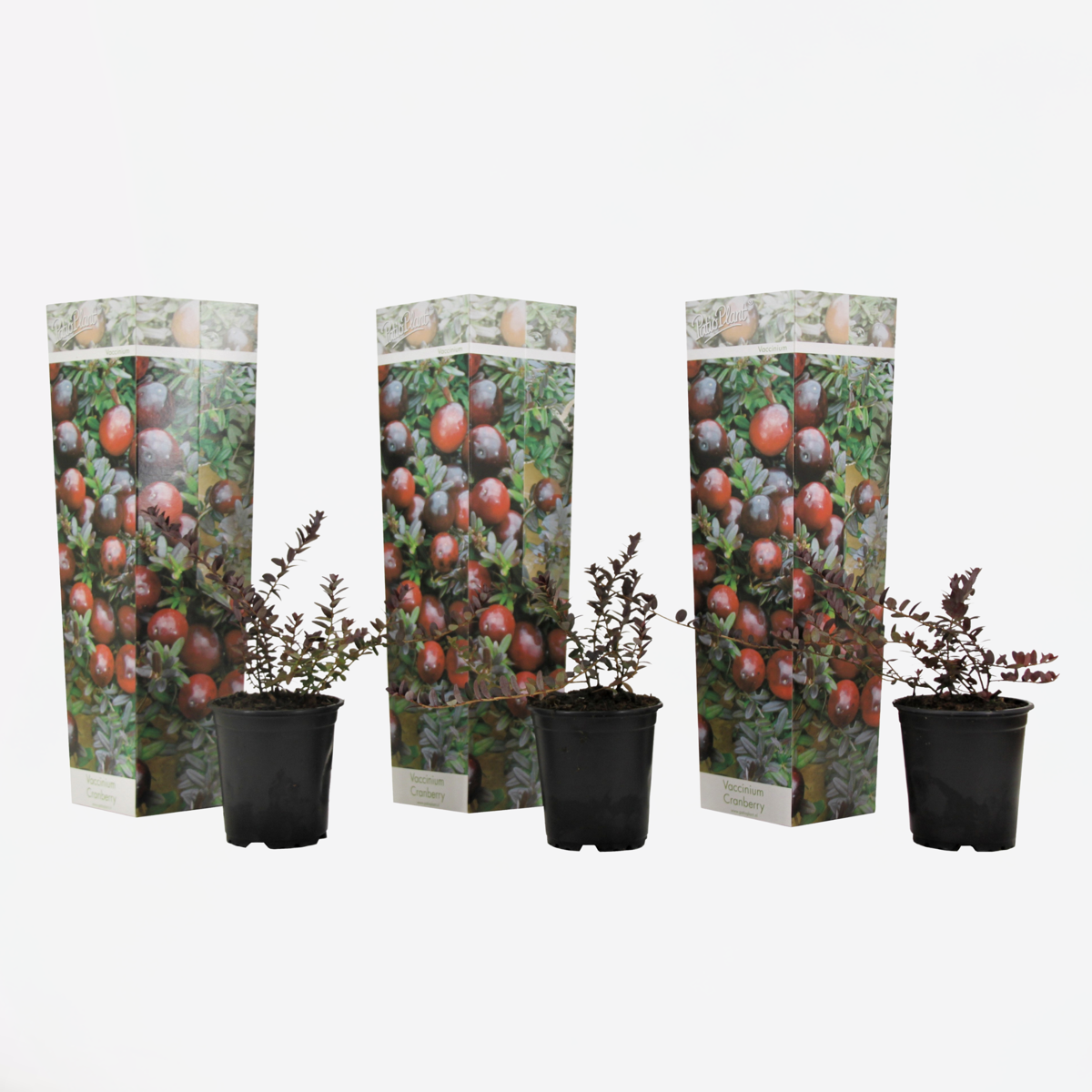 Florastore Tranbär - Set Om 3 - Vaccinium Macrocarpon 'Cranberry' - Höjd 10-20Cm - ⌀9Cm