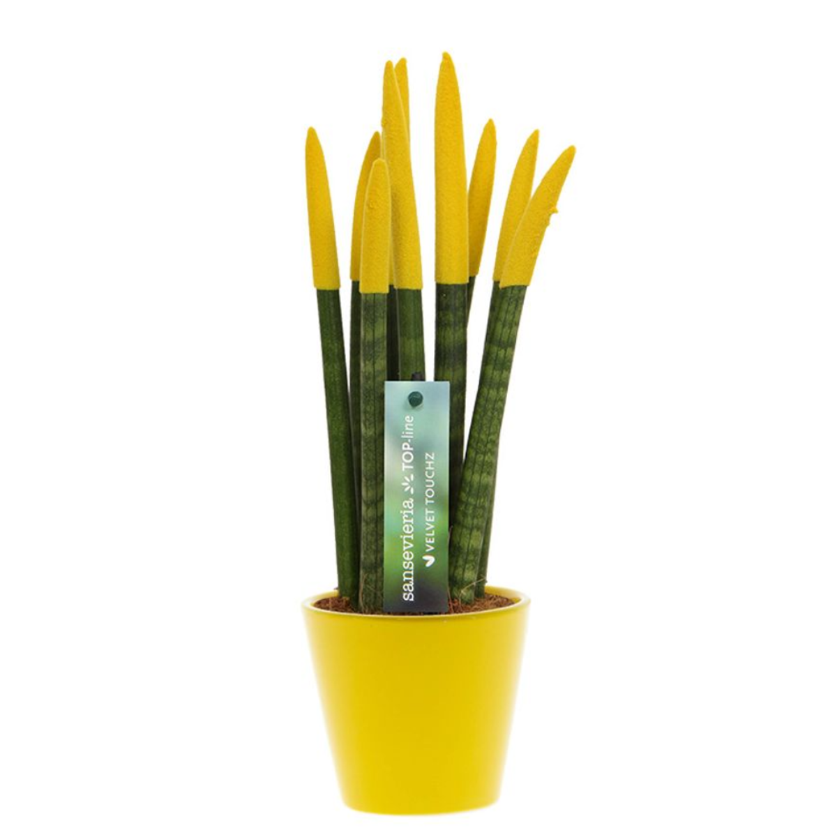 Florastore Cylindrisk Svärmorstunga - Sansevieria Cylindrica - Höjd 20-40Cm - ⌀9Cm