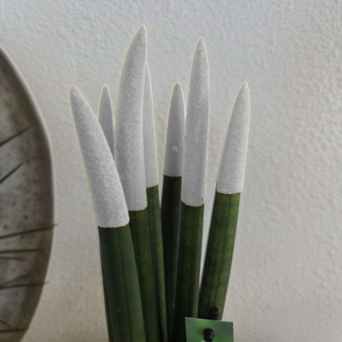 Sansevieria Cylindrisk Svärmorstunga - Sansevieria Cylindrica - Höjd 20-40Cm - ⌀9Cm
