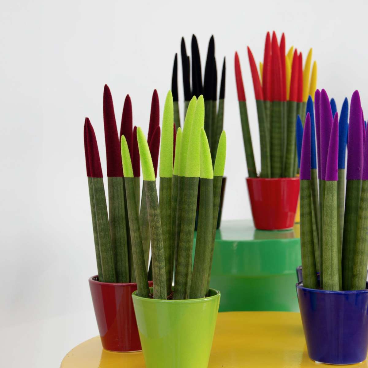 Sansevieria Cylindrisk Svärmorstunga - Sansevieria Cylindrica - Höjd 20-40Cm - ⌀9Cm