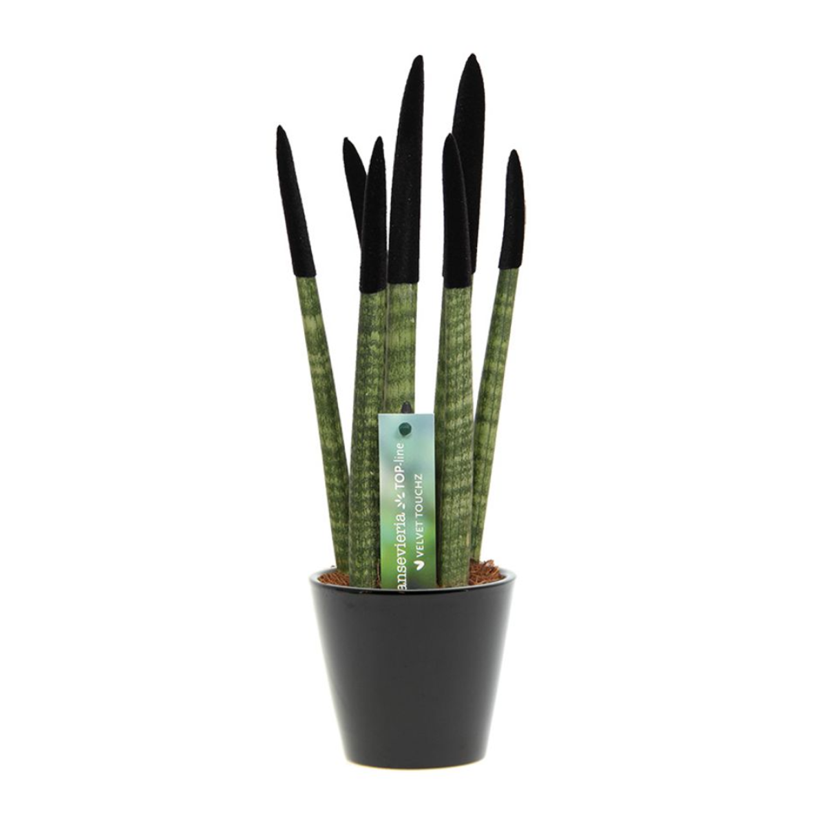Florastore Cylindrisk Svärmorstunga - Sansevieria Cylindrica - Höjd 20-40Cm - ⌀9Cm