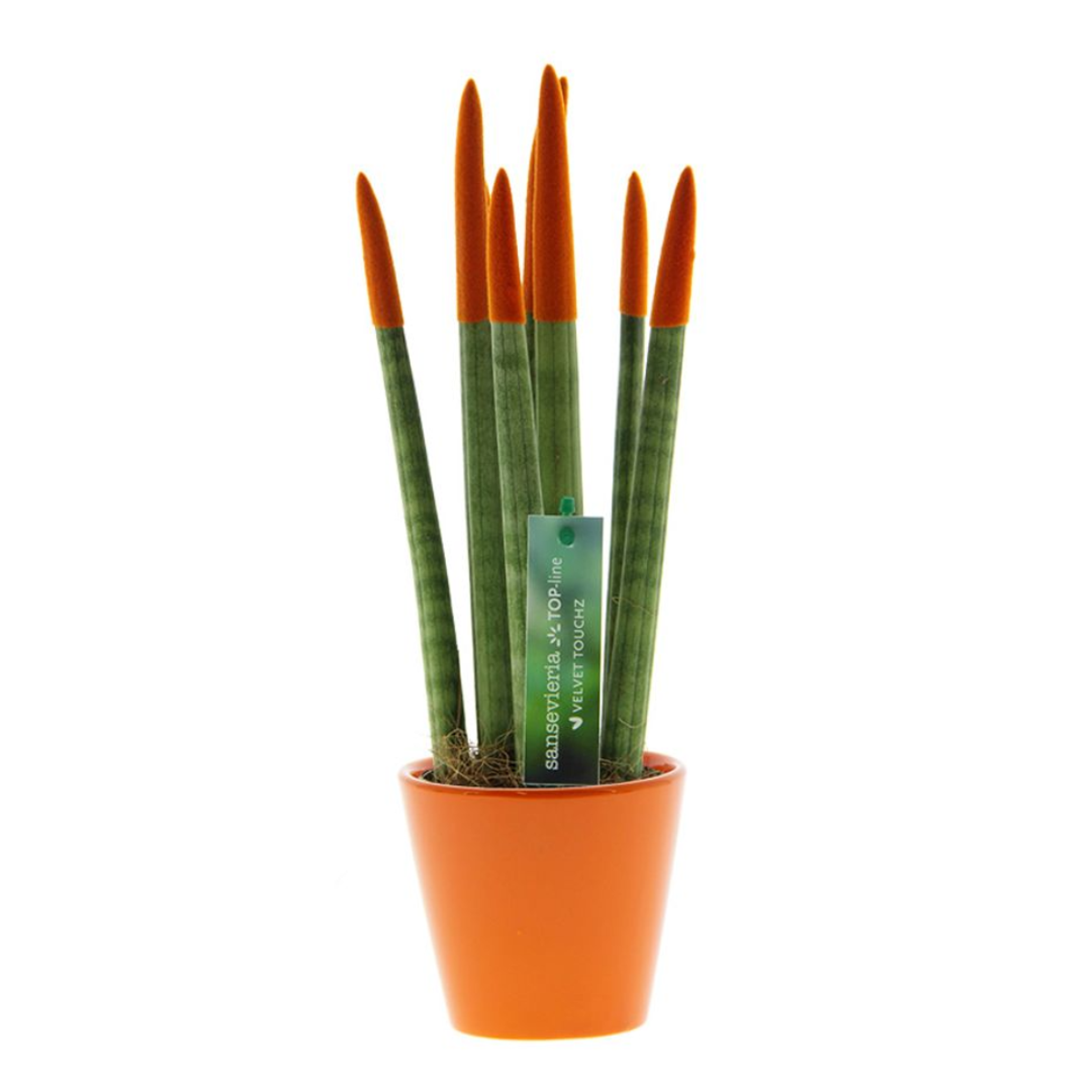 Florastore Cylindrisk Svärmorstunga - Sansevieria Cylindrica - Höjd 20-40Cm - ⌀9Cm