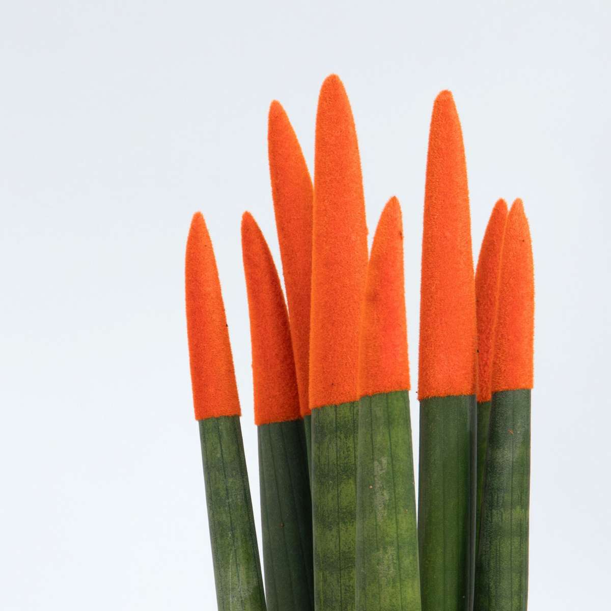 Sansevieria Cylindrisk Svärmorstunga - Sansevieria Cylindrica - Höjd 20-40Cm - ⌀9Cm