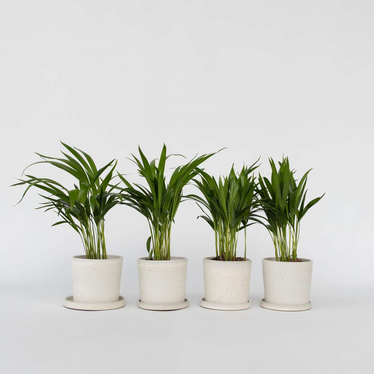 Florastore Guldpalm - Set Om 4 - Dypsis Lutescens - Höjd 30-45Cm - ⌀12Cm
