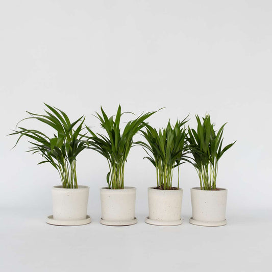 Florastore Guldpalm - Set Om 4 - Dypsis Lutescens - Höjd 30-45Cm - ⌀12Cm