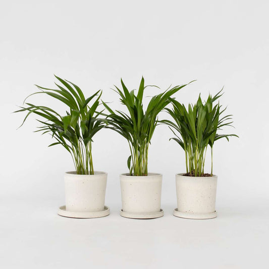 Florastore Guldpalm - Set Om 3 - Dypsis Lutescens - Höjd 30-45Cm - ⌀12Cm