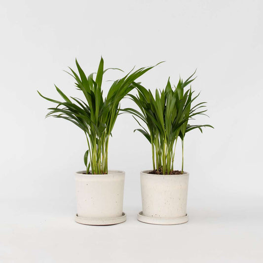 Florastore Guldpalm - Set Om 2 - Dypsis Lutescens - Höjd 30-45Cm - ⌀12Cm
