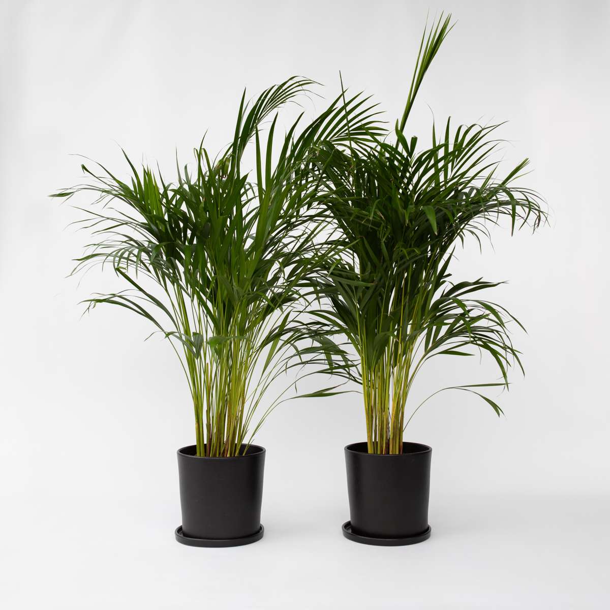 Florastore Guldpalm - Set Om 2 - Dypsis Lutescens - Höjd 100-120Cm - ⌀21Cm