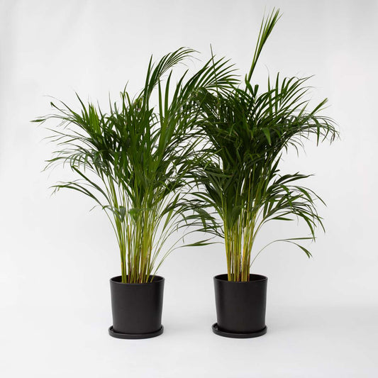 Florastore Guldpalm - Set Om 2 - Dypsis Lutescens - Höjd 100-120Cm - ⌀21Cm