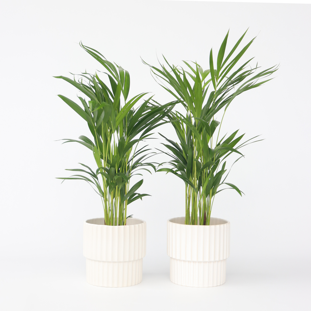 Florastore Guldpalm - Set Om 2 - Dypsis Lutescens - Höjd 60-70Cm - ⌀17Cm