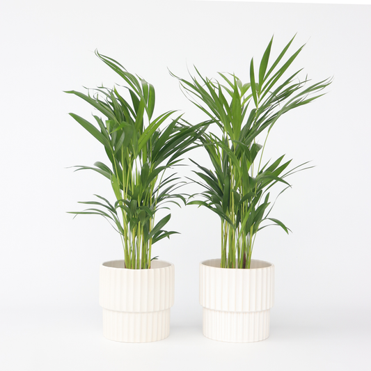 Florastore Guldpalm - Set Om 2 - Dypsis Lutescens - Höjd 60-70Cm - ⌀17Cm