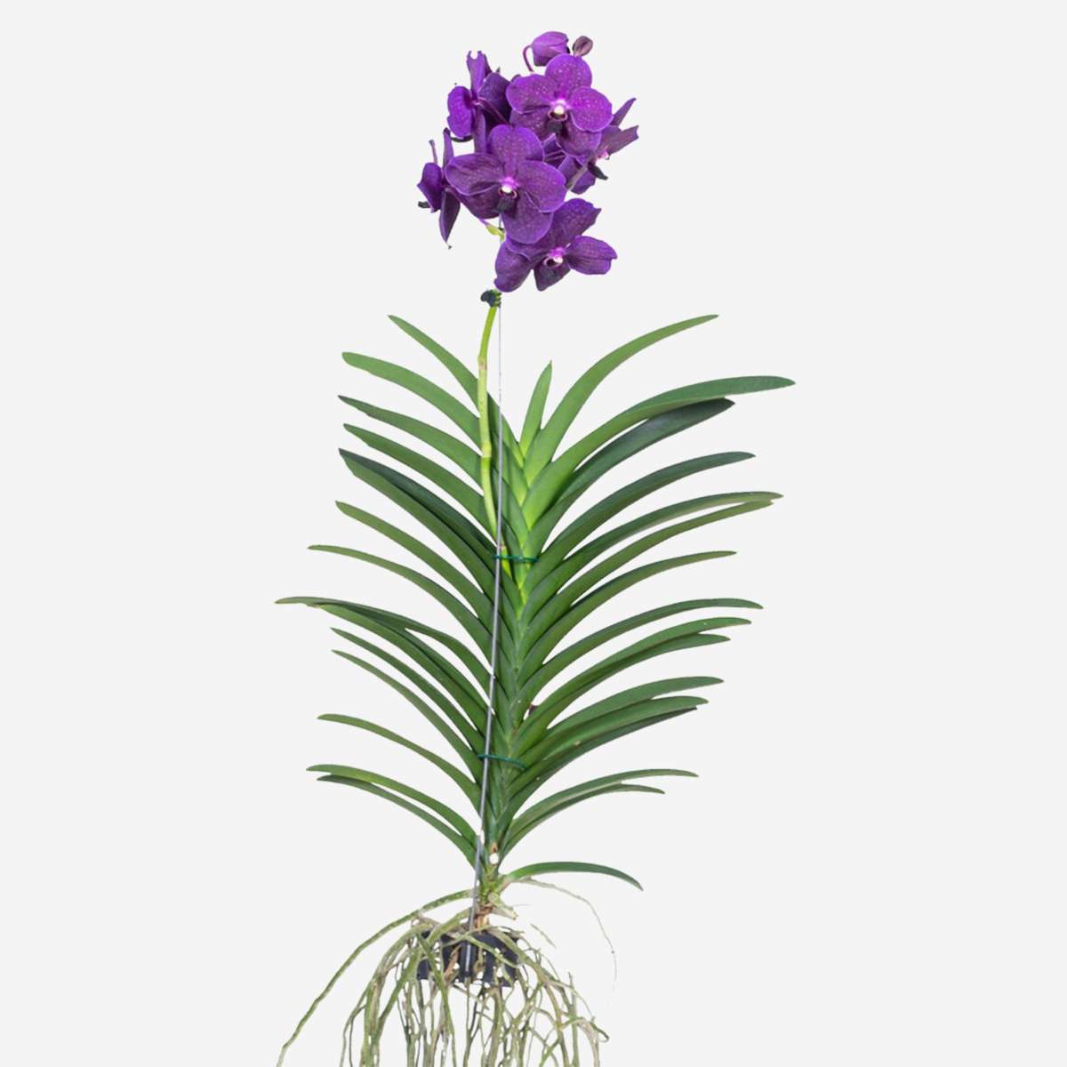 Florastore Vanda Orkidé - Vanda 'Velvet Blackberry' - Höjd 80-90Cm