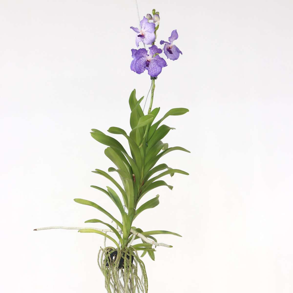 Florastore Vanda Orkidé - Vanda 'New Blue' - Höjd 55-65Cm