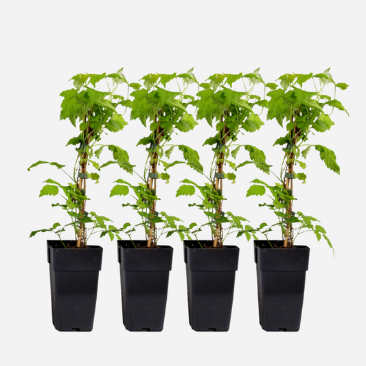 Florastore Hallonväxt - Set Om 4 - Rubus Idaeus 'Malling Promise' - Höjd 50-60Cm - ⌀15Cm