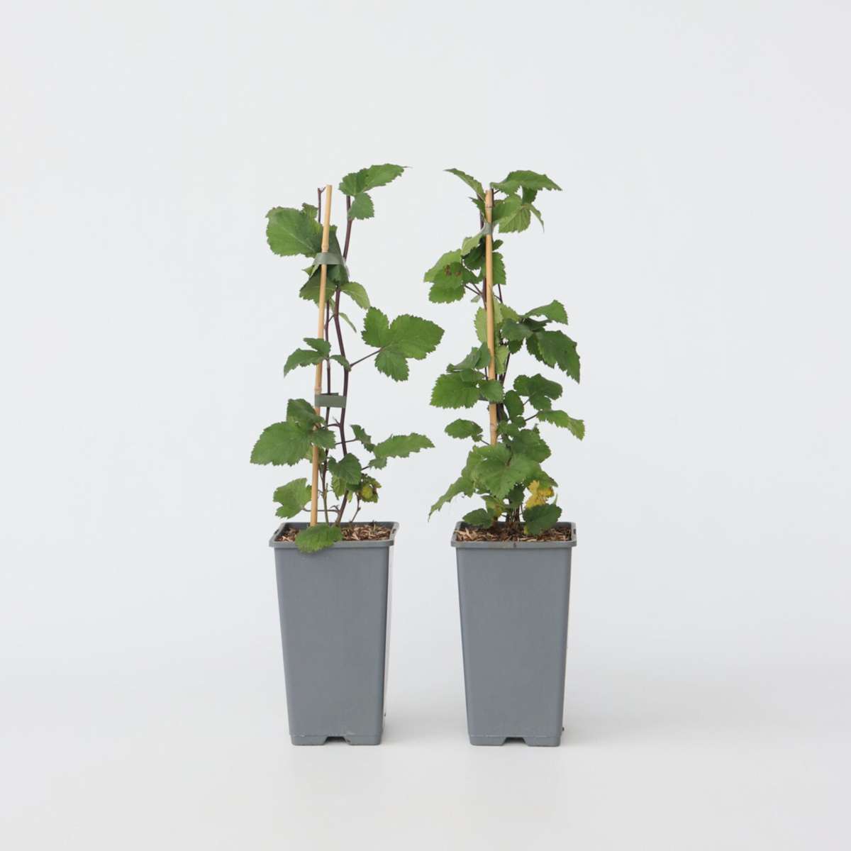 Fruit Trees Vinbärsväxt - Set Om 2 - Ribes Rubrum 'Jonkheer Van Tets' - Höjd 50-60Cm - ⌀15Cm