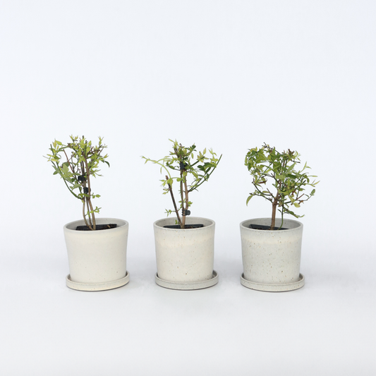 Florastore Jasmin - Set Om 3 - Jasminum 'Summer Scent' - Höjd 25-40Cm - ⌀9Cm