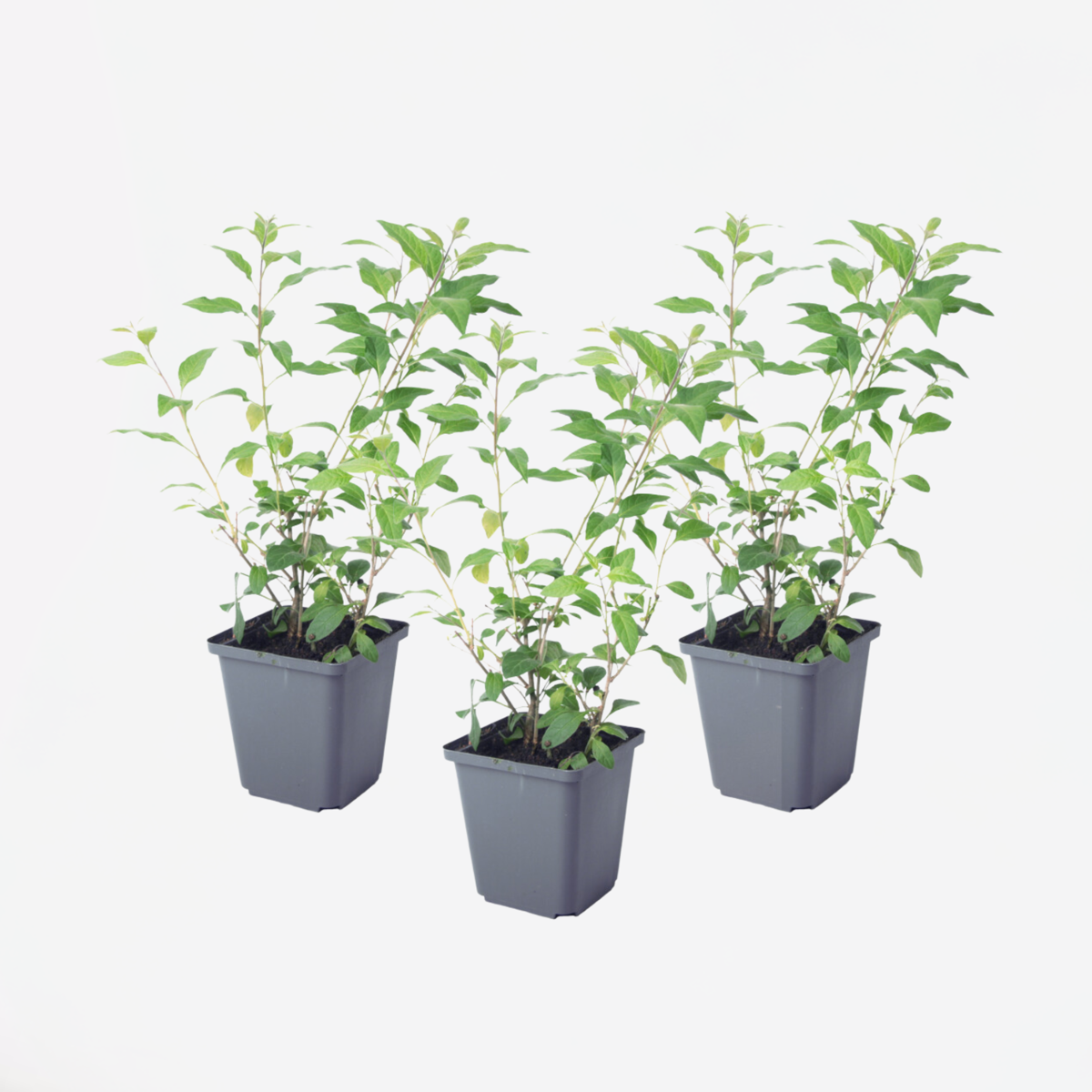 Florastore Solanum - Set Om 3 - Lycianthes Rantonnetii - Höjd 25-40Cm - ⌀9Cm