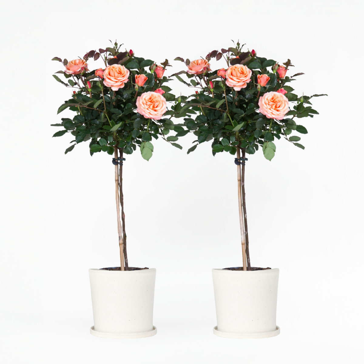 Florastore Ros På Stam - Set Om 2 - Rosa Palace 'Catherine' - Höjd 80-100Cm - ⌀19Cm