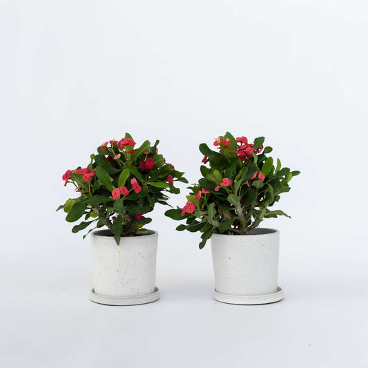 Florastore Kristi Tornekrone - Set Om 2 - Euphorbia 'Milii' - Höjd 25-35Cm - ⌀13Cm