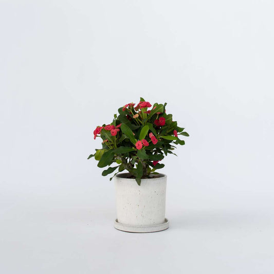 Florastore Kristi Tornekrone - Euphorbia 'Milii' - Höjd 25-35Cm - ⌀13Cm